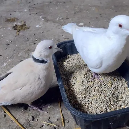 Campagnard Avec Wifi Et Animaux Acceptes - Fr-1-489-559 *