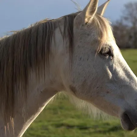 Campagnard Avec Wifi Et Animaux Acceptes - Fr-1-489-559 * Saint-Bonnet-de-Four