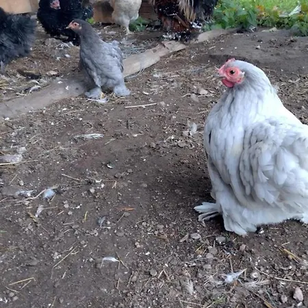 Rouge Paisible A La Ferme, Animaux Acceptes, Wifi Inclus - Fr-1-489-559