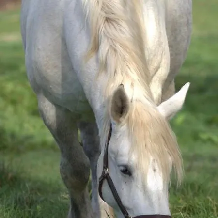 Rouge Paisible A La Ferme, Animaux Acceptes, Wifi Inclus - Fr-1-489-559 Holiday home Saint-Bonnet-de-Four