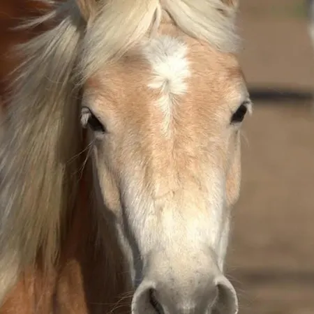 Rouge Paisible A La Ferme, Animaux Acceptes, Wifi Inclus - Fr-1-489-559 Holiday home