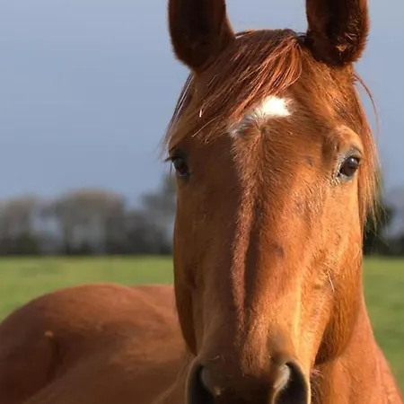 Campagnard Avec Wifi Et Animaux Acceptes - Fr-1-489-559 Vakantiehuis