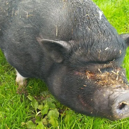 Landhuis Campagnard Avec Wifi Et Animaux Acceptes - Fr-1-489-559
