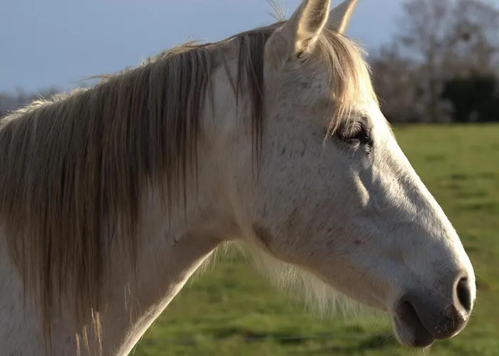 Campagnard Avec Wifi Et Animaux Acceptes - Fr-1-489-559 * Saint-Bonnet-de-Four