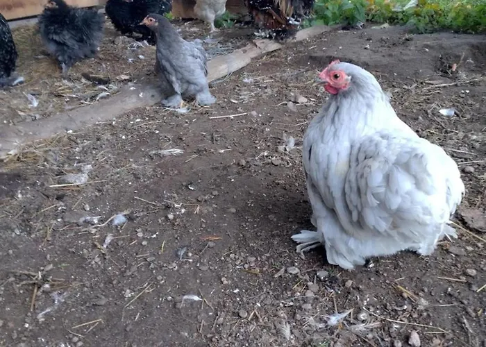 Campagnard Avec Wifi Et Animaux Acceptes - Fr-1-489-559