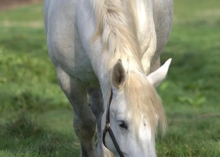 Campagnard Avec Wifi Et Animaux Acceptes - Fr-1-489-559 Semesterbostad Saint-Bonnet-de-Four