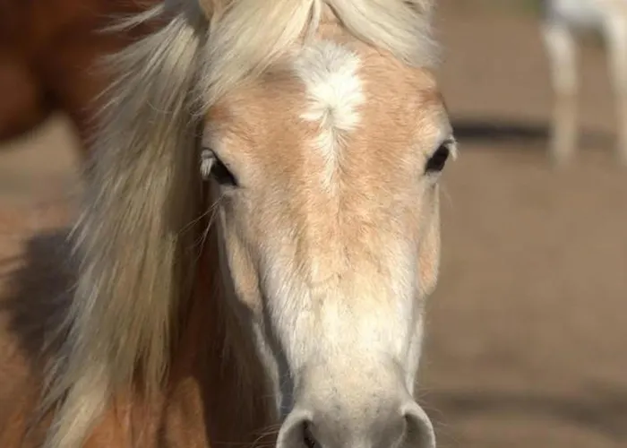 Campagnard Avec Wifi Et Animaux Acceptes - Fr-1-489-559