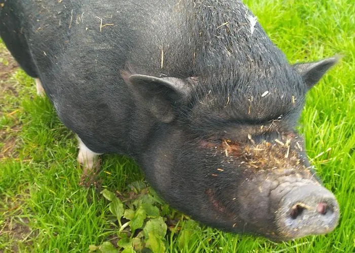 Semesterbostad Campagnard Avec Wifi Et Animaux Acceptes - Fr-1-489-559